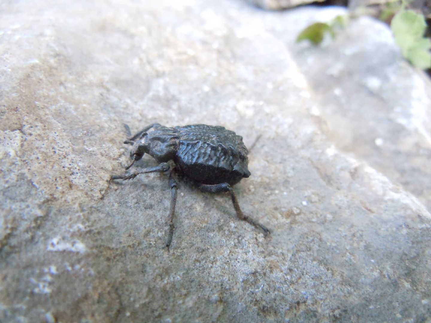 Brachycerus undatus, Brachyceridae